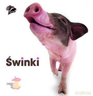 Świnki [KSIĄŻKA]