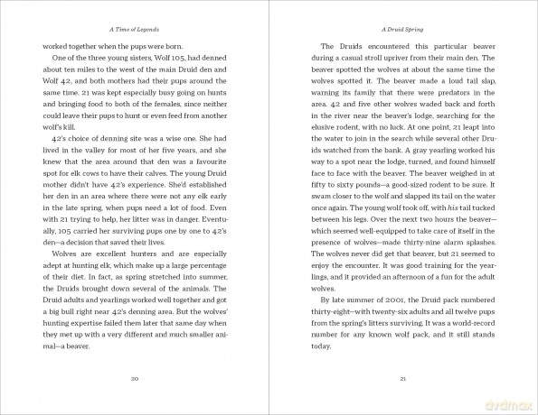 A Time of Legends: The Story of Two Fearless Wolves-and One Rebel (Chronicles of the Yellowstone Wolves) - Rick McIntyre [KSIĄŻKA]