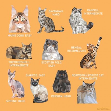 My Sticker Paintings: Cats: 10 Amazing Felines - Logan Powell [KSIĄŻKA]