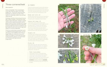 Everyday Permaculture: Sustainable Living For Every Space - Anna Matilda Gibbons [KSIĄŻKA]