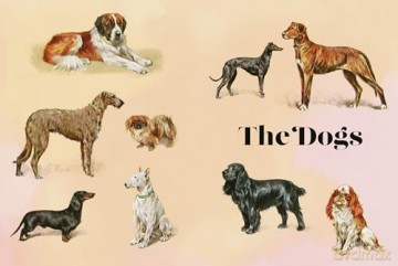 Vintage Dogs: A Guidebook and Matching Game - David Alderton [KSIĄŻKA]