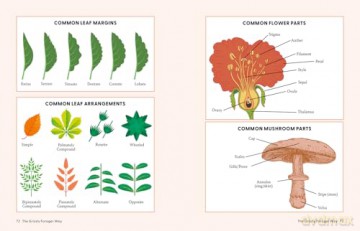 The Grizzly Forager's Guide to Family Foraging: Embrace Nature, Find Food and Discover Your Wild Side! - John Shahabeddin [KSIĄŻKA]