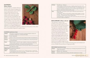 The Grizzly Forager's Guide to Family Foraging: Embrace Nature, Find Food and Discover Your Wild Side! - John Shahabeddin [KSIĄŻKA]