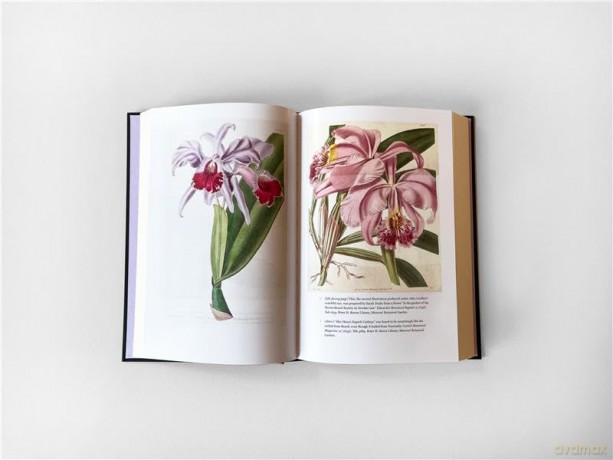 The Lost Orchid: A Story of Victorian Plunder and Obsession - Sarah Bilston [KSIĄŻKA]