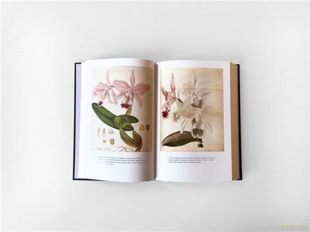 The Lost Orchid: A Story of Victorian Plunder and Obsession - Sarah Bilston [KSIĄŻKA]
