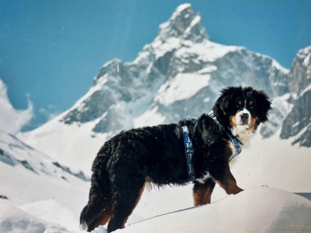 Ubac and Me: A Life of Love and Adventure With a French Mountain Dog - Cédric Sapin-Defour [KSIĄŻKA]