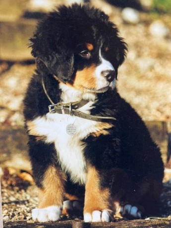 Ubac and Me: A Life of Love and Adventure With a French Mountain Dog - Cédric Sapin-Defour [KSIĄŻKA]