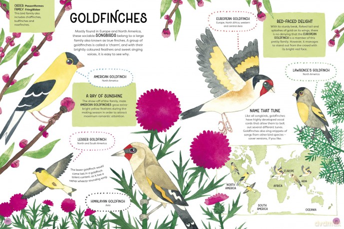 Animal Families: Wild cousins around the world - Matt Sewell [KSIĄŻKA]