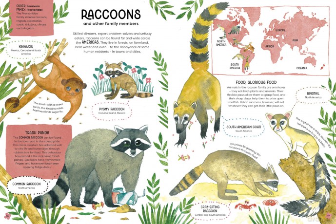 Animal Families: Wild cousins around the world - Matt Sewell [KSIĄŻKA]