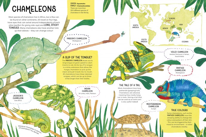 Animal Families: Wild cousins around the world - Matt Sewell [KSIĄŻKA]