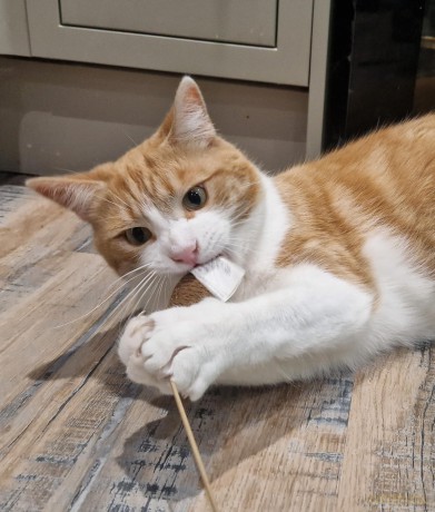 The Sociable Cat: Building harmonious relationships for your cat and family - Melissa Fallon [KSIĄŻKA]