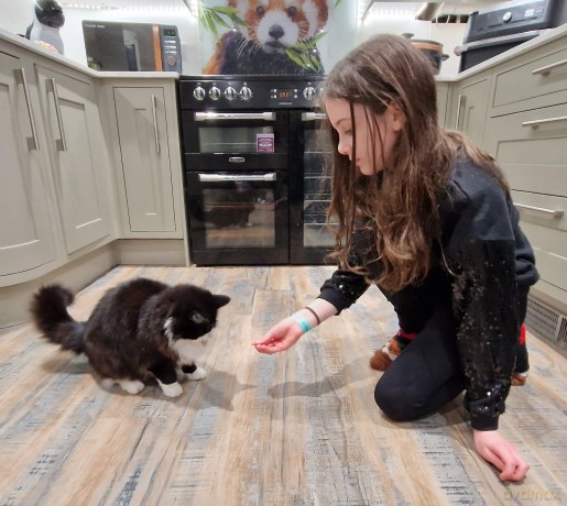The Sociable Cat: Building harmonious relationships for your cat and family - Melissa Fallon [KSIĄŻKA]