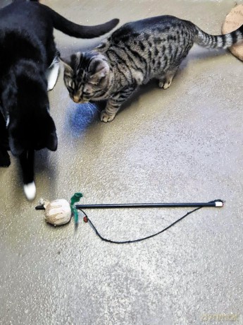 The Sociable Cat: Building harmonious relationships for your cat and family - Melissa Fallon [KSIĄŻKA]