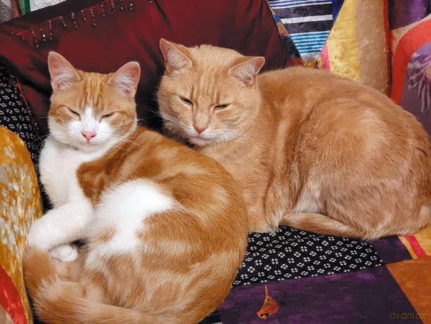 The Sociable Cat: Building harmonious relationships for your cat and family - Melissa Fallon [KSIĄŻKA]