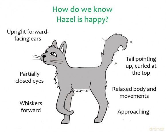 The Sociable Cat: Building harmonious relationships for your cat and family - Melissa Fallon [KSIĄŻKA]