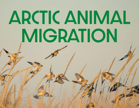 Arctic Animal Migration: English Edition (Nunavummi Reading Series) - Arvaaq Press [KSIĄŻKA]