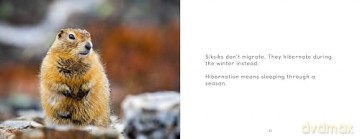 Arctic Animal Migration: English Edition (Nunavummi Reading Series) - Arvaaq Press [KSIĄŻKA]