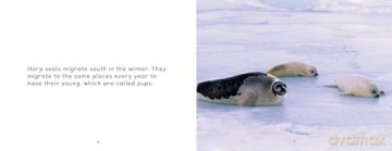 Arctic Animal Migration: English Edition (Nunavummi Reading Series) - Arvaaq Press [KSIĄŻKA]