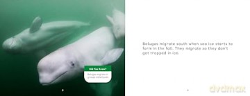 Arctic Animal Migration: English Edition (Nunavummi Reading Series) - Arvaaq Press [KSIĄŻKA]