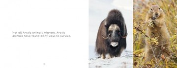 Arctic Animal Migration: English Edition (Nunavummi Reading Series) - Arvaaq Press [KSIĄŻKA]