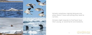 Arctic Animal Migration: English Edition (Nunavummi Reading Series) - Arvaaq Press [KSIĄŻKA]