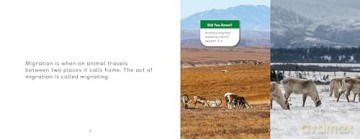 Arctic Animal Migration: English Edition (Nunavummi Reading Series) - Arvaaq Press [KSIĄŻKA]