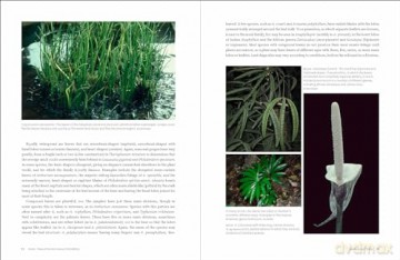 Aroids: Plants of the Arum Family. Third Edition. - Deni Bown [KSIĄŻKA]