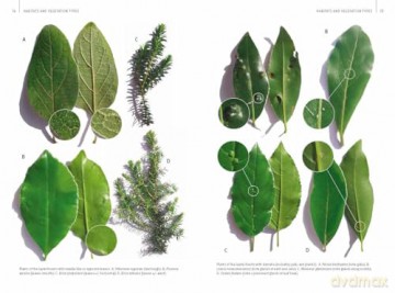 Field Guide to the Wild Flowers of the Canary Islands - Chris Thorogood [KSIĄŻKA]
