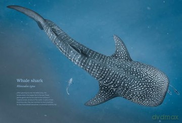 Water World: A stunning deep dive into our great oceans and the wonders beneath the waves - Ben Rothery [KSIĄŻKA]