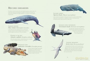 Water World: A stunning deep dive into our great oceans and the wonders beneath the waves - Ben Rothery [KSIĄŻKA]