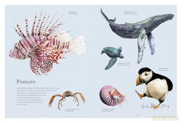 Water World: A stunning deep dive into our great oceans and the wonders beneath the waves - Ben Rothery [KSIĄŻKA]
