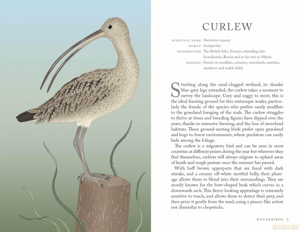 The Folklore of Birds: The forgotten tales behind nature's most enigmatic creatures - Alison Davies [KSIĄŻKA]