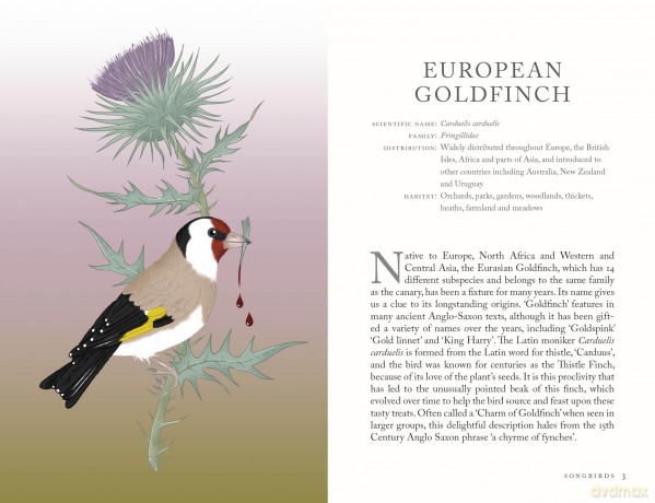 The Folklore of Birds: The forgotten tales behind nature's most enigmatic creatures - Alison Davies [KSIĄŻKA]