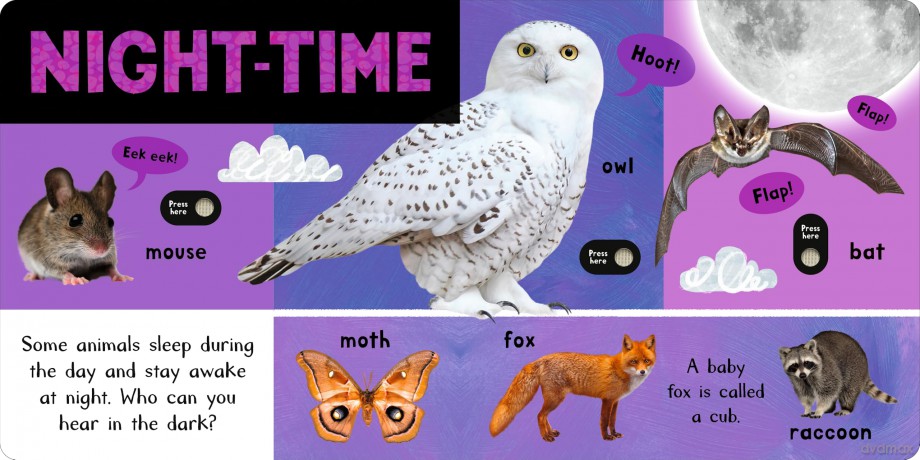 Noisy Animal World (My First Animal Sound Book, 1) - Hettie Cox [KSIĄŻKA]