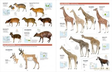 All the Mammals of the World - Toni Llobet François [KSIĄŻKA]