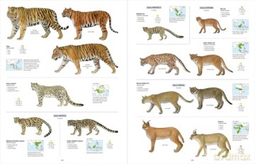 All the Mammals of the World - Toni Llobet François [KSIĄŻKA]