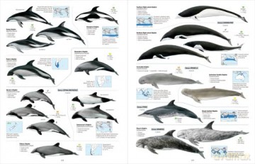 All the Mammals of the World - Toni Llobet François [KSIĄŻKA]