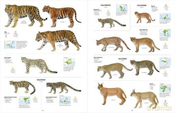 All the Mammals of the World - Toni Llobet François [KSIĄŻKA]