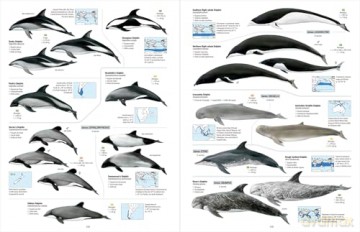 All the Mammals of the World - Toni Llobet François [KSIĄŻKA]