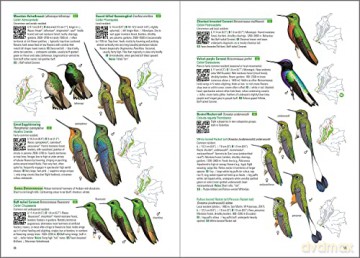 Birds of Colombia - Steven L. Hilty [KSIĄŻKA]