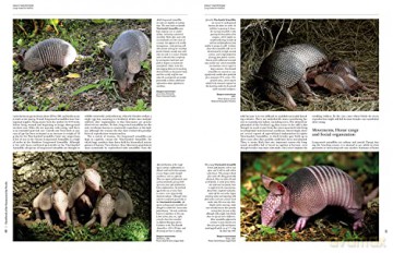 Handbook of the Mammals of the World. Vol.8: Insectivores, Sloths and Colugos - Don E. Wilson [KSIĄŻKA]