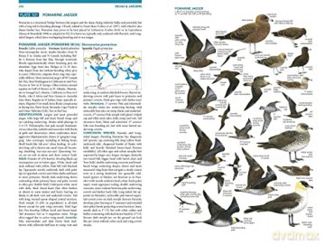 Seabirds - Peter Harrison [KSIĄŻKA]