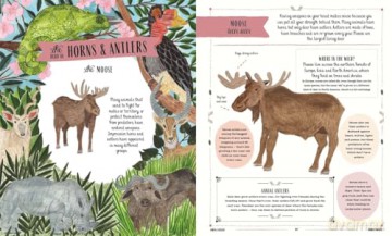 Wild: A Child's Guide to the Animal Kingdom (In Our Nature) - Jack Ashby [KSIĄŻKA]