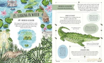 Wild: A Child's Guide to the Animal Kingdom (In Our Nature) - Jack Ashby [KSIĄŻKA]