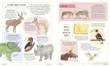 Wild: A Child's Guide to the Animal Kingdom (In Our Nature) - Jack Ashby [KSIĄŻKA]