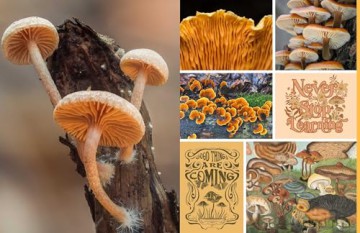 Cut and Collage Mushrooms and Fungi: Magnificent Images From the Forest Floor - Insight Editions [KSIĄŻKA]