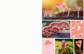Cut and Collage Mushrooms and Fungi: Magnificent Images From the Forest Floor - Insight Editions [KSIĄŻKA]