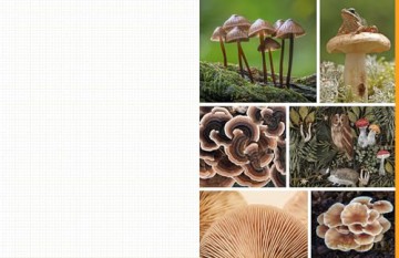Cut and Collage Mushrooms and Fungi: Magnificent Images From the Forest Floor - Insight Editions [KSIĄŻKA]