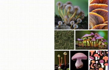 Cut and Collage Mushrooms and Fungi: Magnificent Images From the Forest Floor - Insight Editions [KSIĄŻKA]