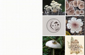 Cut and Collage Mushrooms and Fungi: Magnificent Images From the Forest Floor - Insight Editions [KSIĄŻKA]